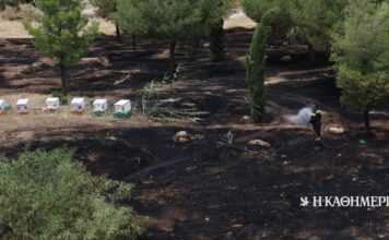 Αθώος ο μελισσοκόμος για τη φωτιά στο Αλσος Βεΐκου