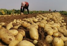 Νέα μελέτη αναδεικνύει ότι η πατάτα εκτός από καίριο αγροτικό προϊόν ίσως διαμόρφωσε και το ανθρώπινο DNA