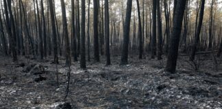 Γαλλία: Εταιρική κοινωνική ευθύνη με αφορμή τις καταστροφικές πυρκαγιές