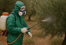 Ξεκινούν οι δολωματικοί ψεκασμοί για τον δάκο στην Αιτωλοακαρνανία