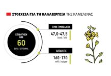 Χρονιά ορόσημο για την καμελίνα, δέλεαρ επιδότηση 60 ευρώ το στρέμμα και η κλειστή τιμή στα 47,5 λεπτά