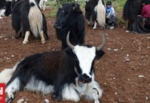 Στο Θιβέτ κινέζοι επιστήμονες δημιουργούν την «ελίτ» των 100 κλωνοποιημένων γιακ
