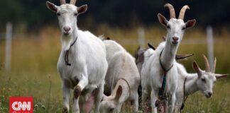 Μια … αδέσποτη κατσίκα ταλαιπώρησε αστυνομικούς στο Πιρς της Ουάσιγκτον
