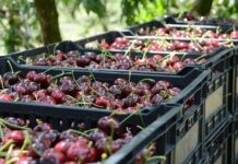Αποζημιώσεις και χαμηλές τιμές βρέθηκαν στο επίκεντρο πανελλαδικής σύσκεψης για ροδάκινα και κεράσια