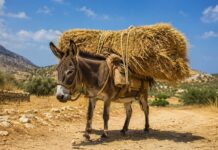Ενημέρωση για μέτρα προστασίας ιπποειδών και μεταφερόμενων ζώων από υψηλές θερμοκρασίες από την Περιφέρεια Ηπείρου