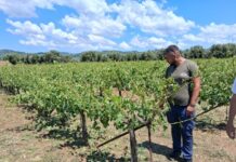 Καταστροφές από χαλάζι στη Θεσσαλία, στο 100% αποζημιώσεις και άμεσα