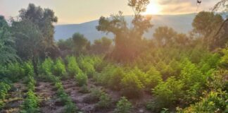 Εντοπίστηκε μεγάλη φυτεία κάνναβης στη Μεσσηνία – Είχε 7 επίπεδα, 2 συλλήψεις