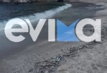 Εκατοντάδες νεκρά ψάρια σε παραλία στην Εύβοια