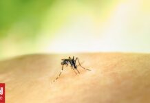 Iός Δυτικού Νείλου: Πρώτος θάνατος στην Ολλανδία – «Πολύ απίθανα» τα περιστατικά στη χώρα