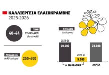 Θετικό ταμείο με τιμή στα 45 λεπτά για ελαιοκράμβη που καλοβλέπει συνδεδεμένη, πολλαπλασιασμός εκτάσεων