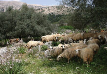 Ψάχνει νέο μοντέλο ανάπτυξης η νησιωτική κτηνοτροφία