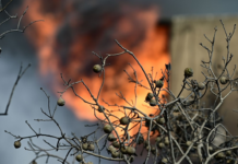 Φωτιά σε ποιμνιοστάσιο στο Λουτρό Λάρισας