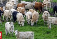 Ελβετία: Μυστηριώδης ασθένεια πλήττει τις αγελάδες γαλακτοπαραγωγής