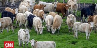 Ελβετία: Μυστηριώδης ασθένεια πλήττει τις αγελάδες γαλακτοπαραγωγής