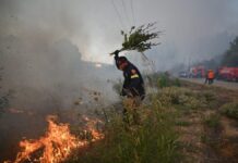 Πλήγμα στην «καρδιά» της πράσινης Κασσάνδρας η πυρκαγιά σε Σίβηρη και Φούρκα