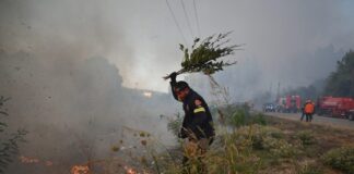 Πλήγμα στην «καρδιά» της πράσινης Κασσάνδρας η πυρκαγιά σε Σίβηρη και Φούρκα