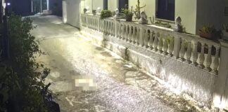 Κτηνωδία στην Κέρκυρα: Οδηγός πάτησε και σκότωσε σκύλο την ώρα που κοιμόταν