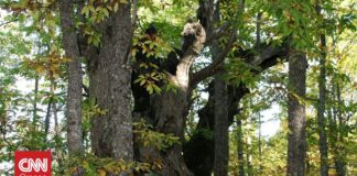 Ισπανία: Ένα χωριό ενώθηκε για να σώσει μια καστανιά 500 ετών από τις φλόγες
