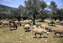Σταδιακή αποκλιμάκωση μέτρων για τον αφθώδη πυρετό ζητά η Περιφέρεια Βορείου Αιγαίου