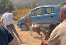 Η δραματική επιχείρηση απομάκρυνσης αλόγων στον Κουβαρά