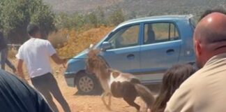 Η δραματική επιχείρηση απομάκρυνσης αλόγων στον Κουβαρά