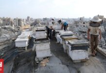 Γάζα: Νέα αρχή για τους μελισσοκόμους μετά την καταστροφή του 95% των κυψελών