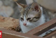 Σεισμός στην Κολομβία: Γατάκι βγαίνει ζωντανό μέσα από τα συντρίμια