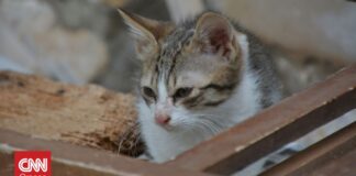 Σεισμός στην Κολομβία: Γατάκι βγαίνει ζωντανό μέσα από τα συντρίμια