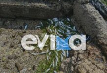 Εύβοια: Η θάλασσα ξέβρασε εκατοντάδες νεκρά ψάρια στην παραλία Ροδιές