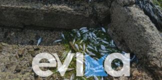 Εύβοια: Η θάλασσα ξέβρασε εκατοντάδες νεκρά ψάρια στην παραλία Ροδιές