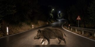 Σοβαρό τροχαίο με αγριογούρουνο – Τραυματίστηκε 35χρονος μοτοσικλετιστής