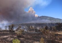 Θλίψη: Πάνω από 480.000 στρέμματα κάηκαν στη δυτική Αττική τα τελευταία 9 χρόνια από δασικές πυρκαγιές