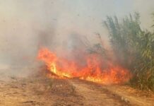 Φωτιά σε χαμηλή βλάστηση στη Βάρδα Ηλείας