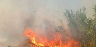 Φωτιά σε χαμηλή βλάστηση στη Βάρδα Ηλείας
