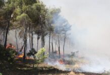 Αργολίδα: Σκηνές αποκάλυψης στα Φίχτια – Η επόμενη ημέρα από τη καταστροφική πυρκαγιά – ΒΙΝΤΕΟ