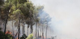 Αργολίδα: Σκηνές αποκάλυψης στα Φίχτια – Η επόμενη ημέρα από τη καταστροφική πυρκαγιά – ΒΙΝΤΕΟ
