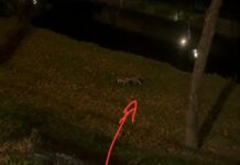 Αλεπού περιπλανιέται στο κέντρο της πόλης