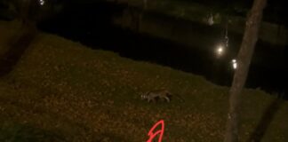 Αλεπού περιπλανιέται στο κέντρο της πόλης