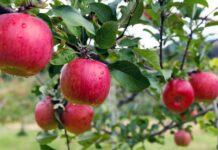 Με χαμηλό αριθμό συλλήψεων εξελίσσεται η 3η πτήση της καρπόκαψας στα μηλοειδή