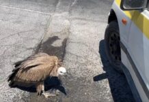 Κρήτη: Γύπας περιφερόταν εξαντλημένος στον ΒΟΑΚ – Οδηγός τον προστάτευσε από διερχόμενα οχήματα