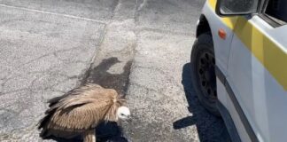 Κρήτη: Γύπας περιφερόταν εξαντλημένος στον ΒΟΑΚ – Οδηγός τον προστάτευσε από διερχόμενα οχήματα