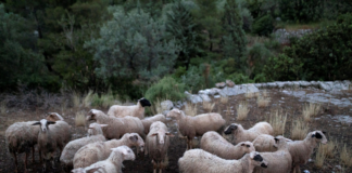 «Δεν θα αφήσουμε να μας πάρουν τα χωράφια» – Προειδοποιούν με μπλόκα οι κτηνοτρόφοι