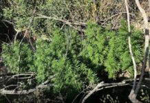 Ρέθυμνο: Εντοπίστηκαν 17 χασισοφυτείες στον Μυλοπόταμο – Το… λάστιχο που οδήγησε στη σύλληψη 38χρονου κτηνοτρόφου