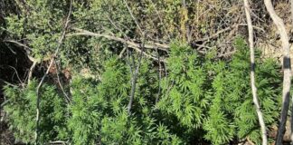 Ρέθυμνο: Εντοπίστηκαν 17 χασισοφυτείες στον Μυλοπόταμο – Το… λάστιχο που οδήγησε στη σύλληψη 38χρονου κτηνοτρόφου