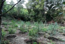 Φυτεία με πάνω από 2.000 δενδρύλλια κάνναβης εντοπίστηκε σε δύσβατη δασική περιοχή στη Φθιώτιδα