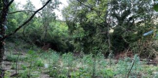 Φυτεία με πάνω από 2.000 δενδρύλλια κάνναβης εντοπίστηκε σε δύσβατη δασική περιοχή στη Φθιώτιδα