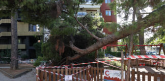 Παρέμβαση εισαγγελέα για την πτώση δέντρου σε πάρκο στην Καλαμαριά