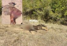 Αρκούδα κατασπαράζει άλογα και μουλάρια στην Κερκίνη – Έφτασε 500 μέτρα από τα σπίτια