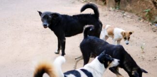 Δηλητηρίασαν επτά σκυλιά με φόλες