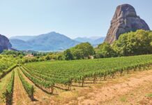 Αυξάνονται οι συλλήψεις της ευδεμίδας στους κρητικούς αμπελώνες